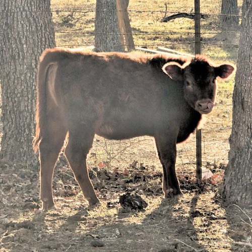 2025 Red Heifer